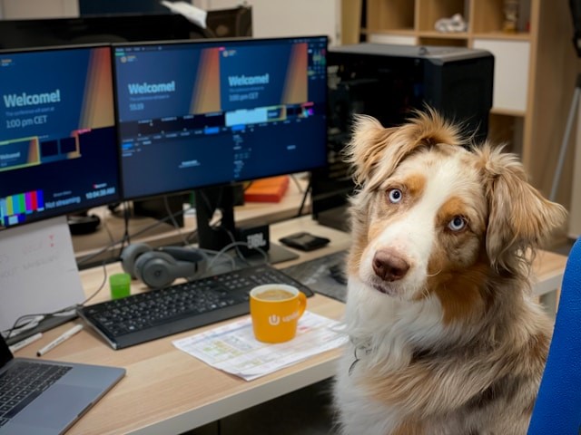 Voordelen van een kantoorhond
