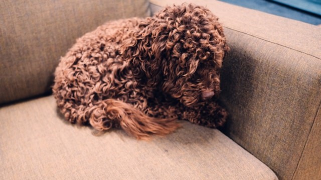 voordelen kantoorhond